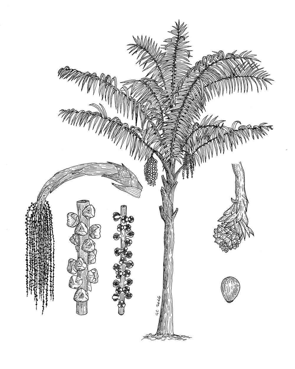 The Botany of Beer