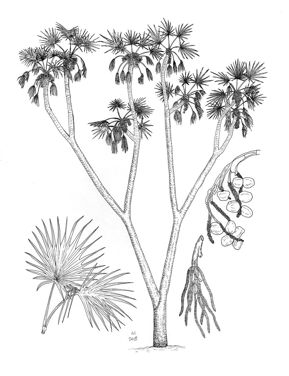 The Botany of Beer