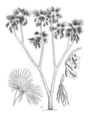 The Botany of Beer