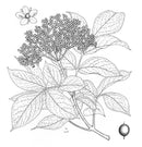The Botany of Beer