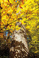 A Guide to Natural Areas of Southern Indiana