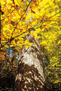 A Guide to Natural Areas of Southern Indiana