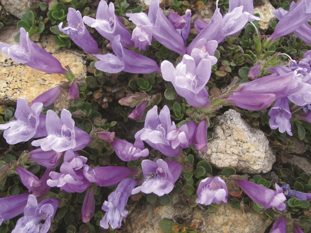 Gardening with Native Plants of the Pacific Northwest