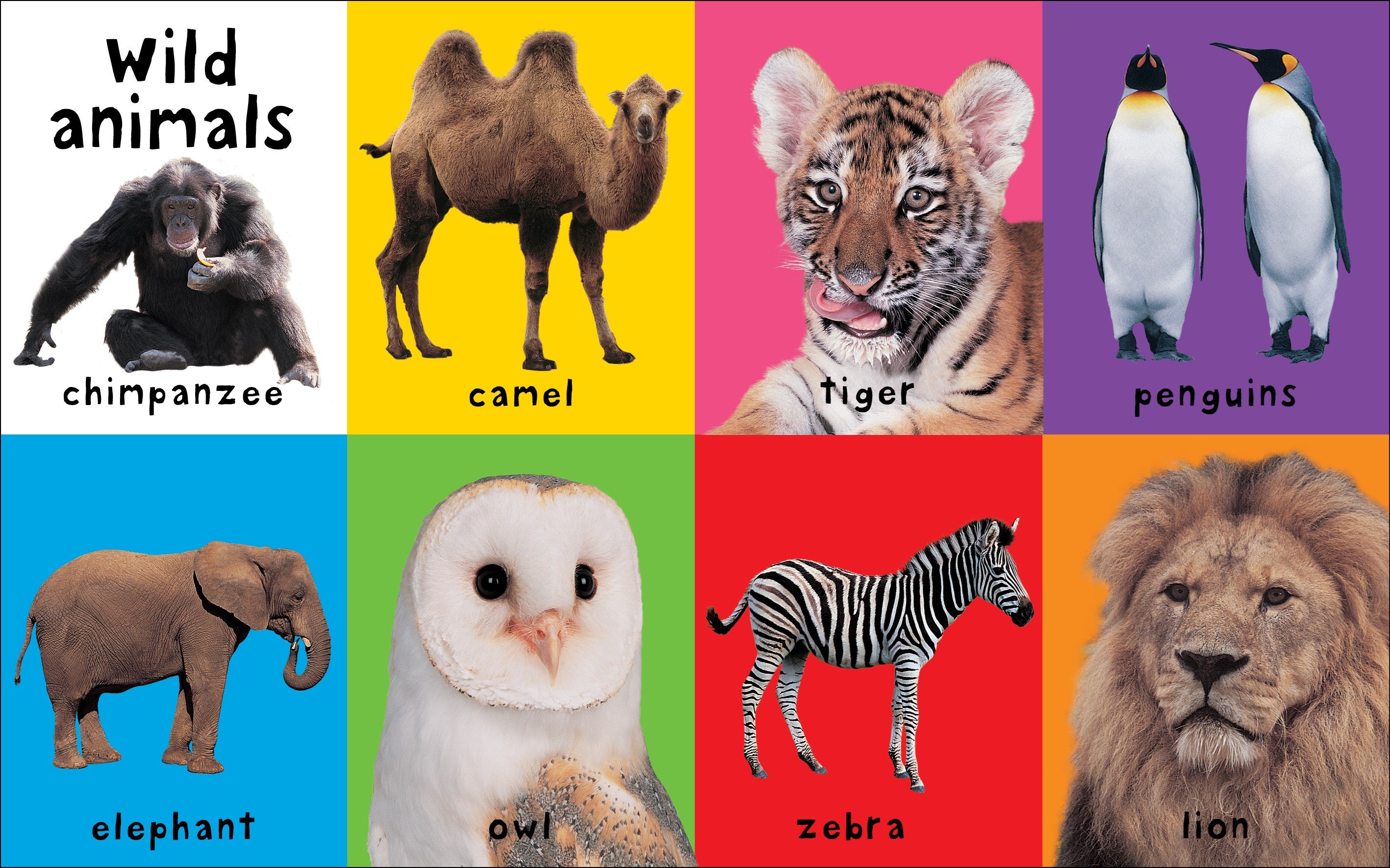 First 100 Animals: In the bestselling First 100 series