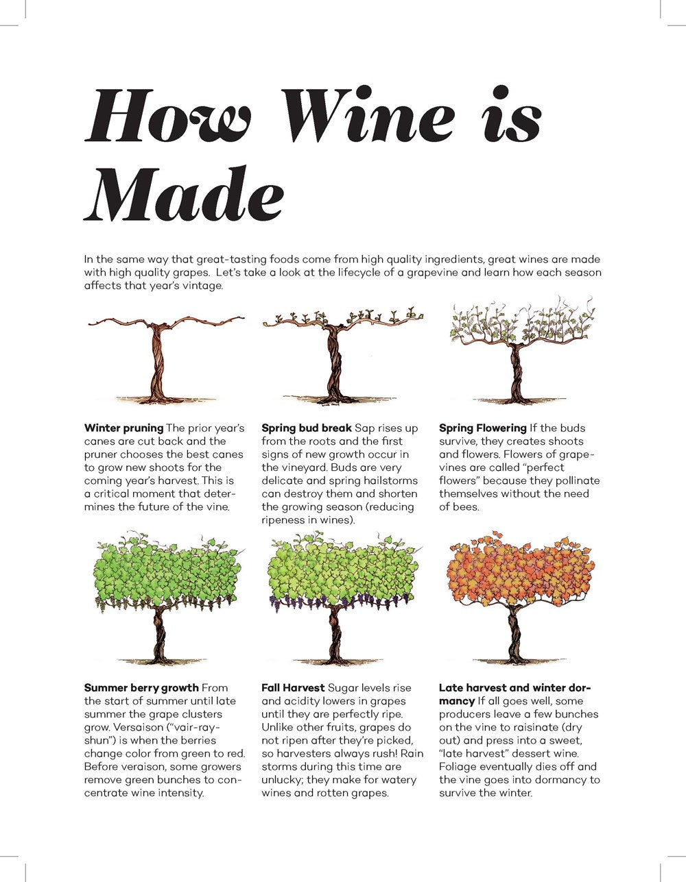 Wine Folly: Magnum Edition: The Master Guide