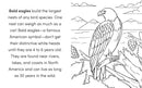 Bird Book for Kids: Coloring Fun and Awesome Facts (A Did You Know? Coloring Book)