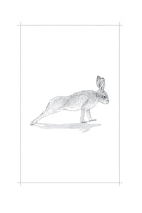 Raising Hare: A Memoir
