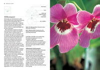 Orchid Basics