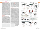 The Australian Bird Guide