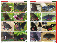 A Swift Guide to Butterflies of Mexico and Central America