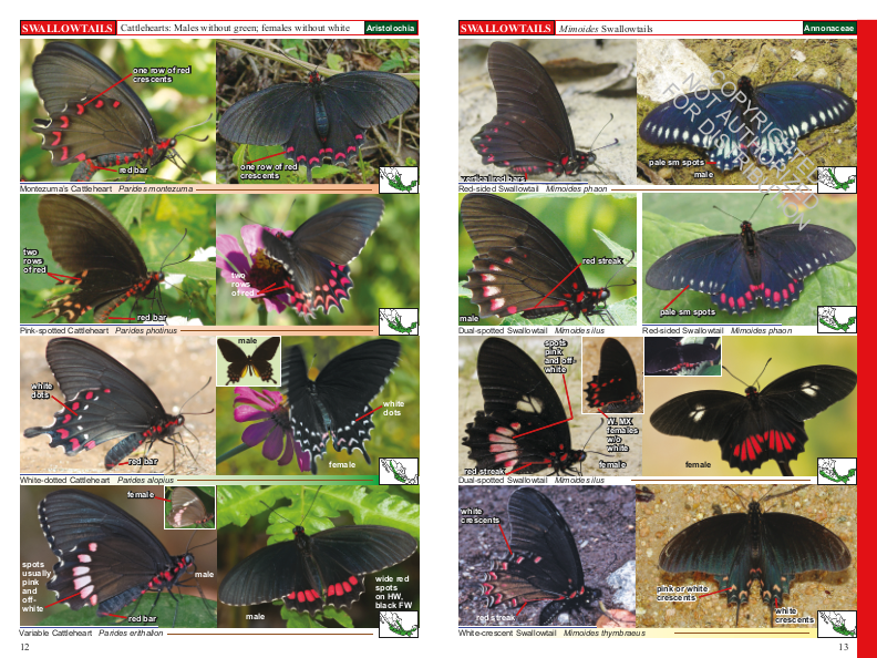 A Swift Guide to Butterflies of Mexico and Central America