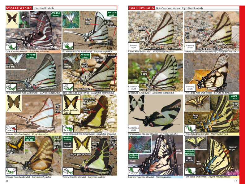 A Swift Guide to Butterflies of Mexico and Central America