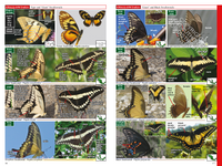 A Swift Guide to Butterflies of Mexico and Central America