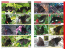 A Swift Guide to Butterflies of Mexico and Central America