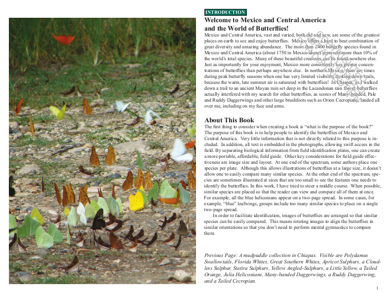 A Swift Guide to Butterflies of Mexico and Central America