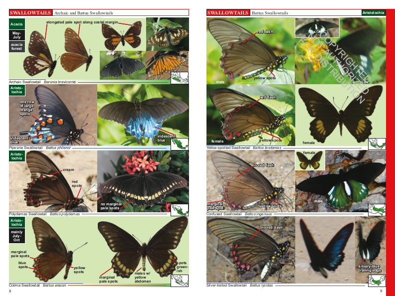 A Swift Guide to Butterflies of Mexico and Central America