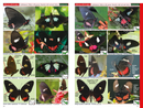 A Swift Guide to Butterflies of Mexico and Central America