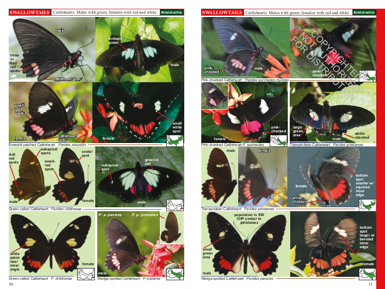 A Swift Guide to Butterflies of Mexico and Central America