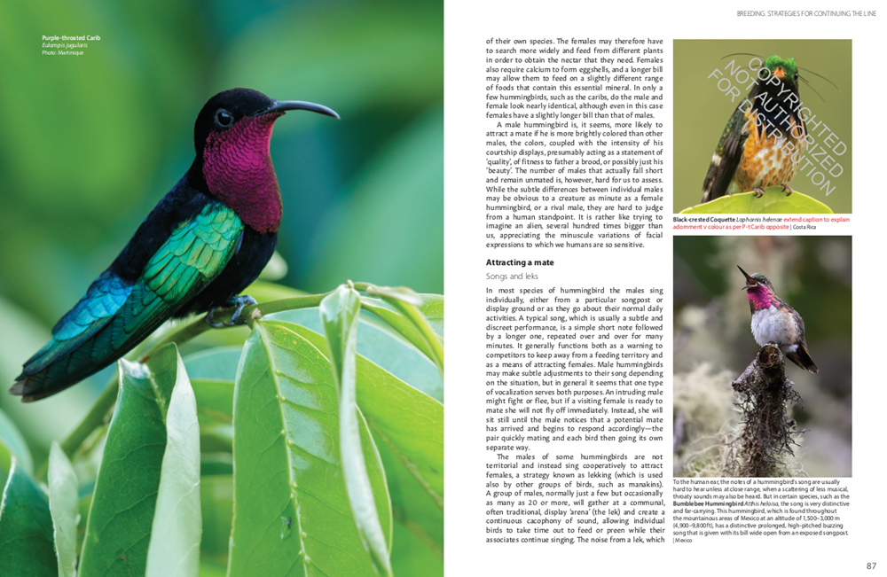 Hummingbirds