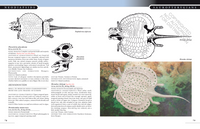 The Princeton Field Guide to Mesozoic Sea Reptiles