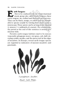 Fungipedia