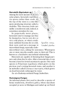 Fungipedia