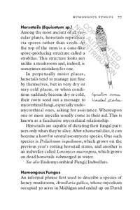 Fungipedia