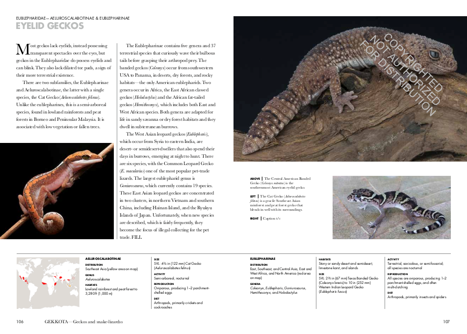 Lizards of the World