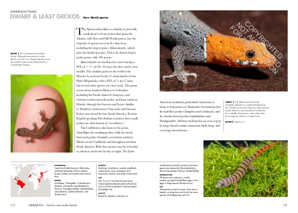 Lizards of the World