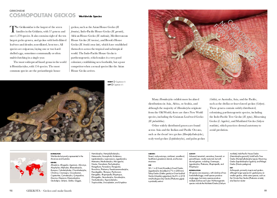 Lizards of the World