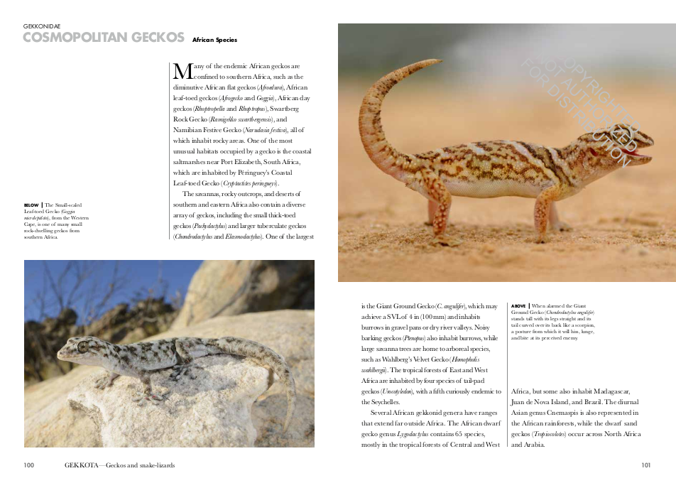 Lizards of the World
