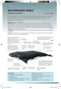 Handbook of Whales, Dolphins, and Porpoises of the World