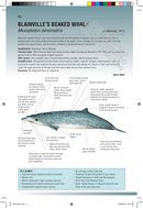 Handbook of Whales, Dolphins, and Porpoises of the World