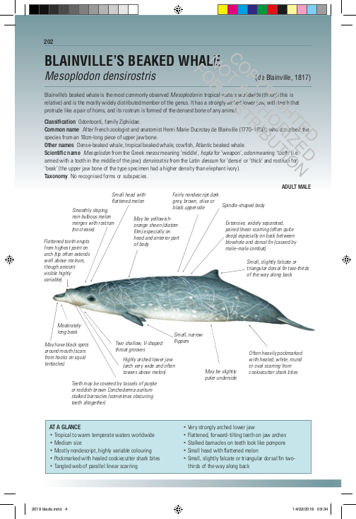 Handbook of Whales, Dolphins, and Porpoises of the World
