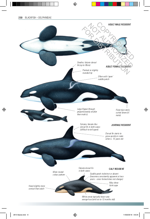 Handbook of Whales, Dolphins, and Porpoises of the World