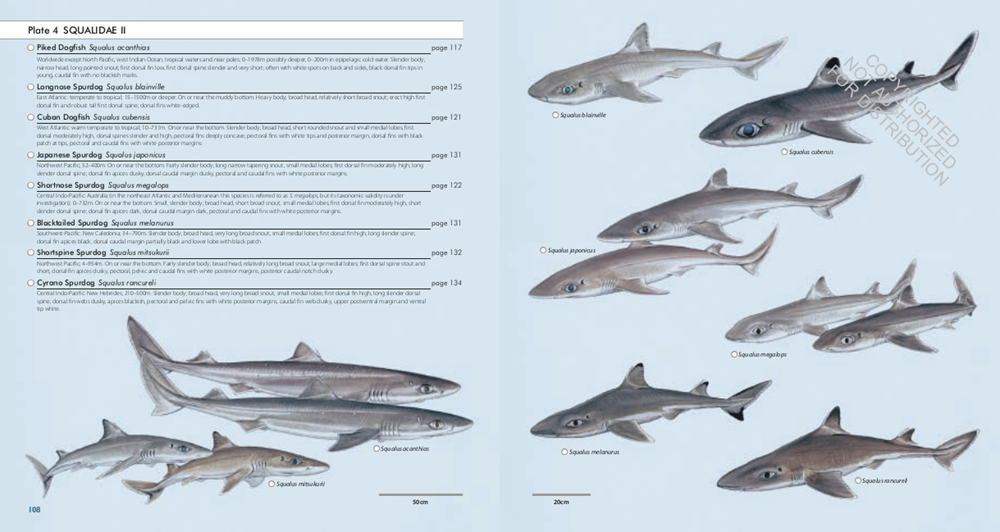 Sharks of the World