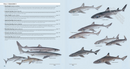 Sharks of the World