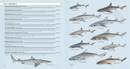Sharks of the World