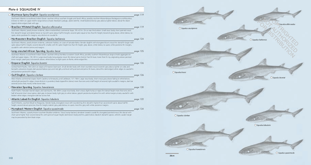 Sharks of the World