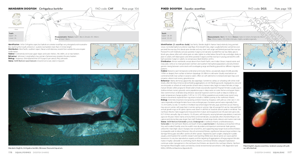 Sharks of the World