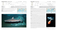 Sharks of the World