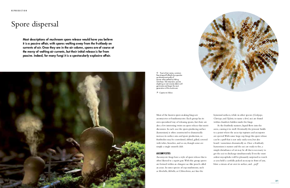 The Lives of Fungi