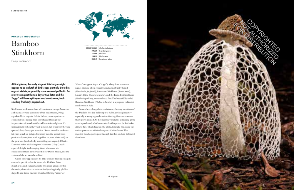 The Lives of Fungi