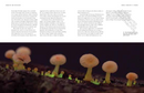 The Lives of Fungi