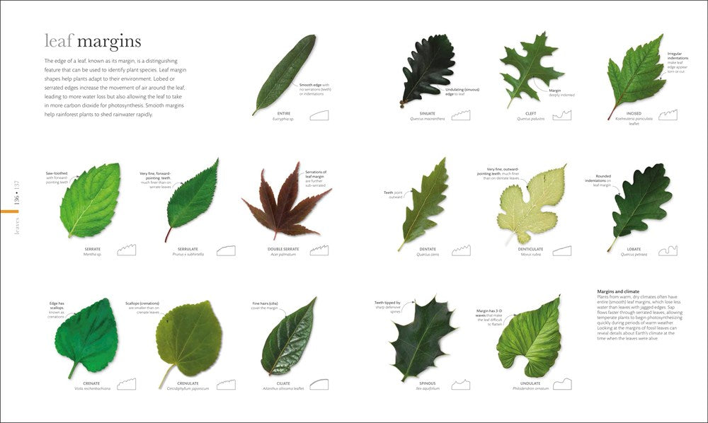 The Science of Plants: Inside Their Secret World (DK Secret World Encyclopedias)