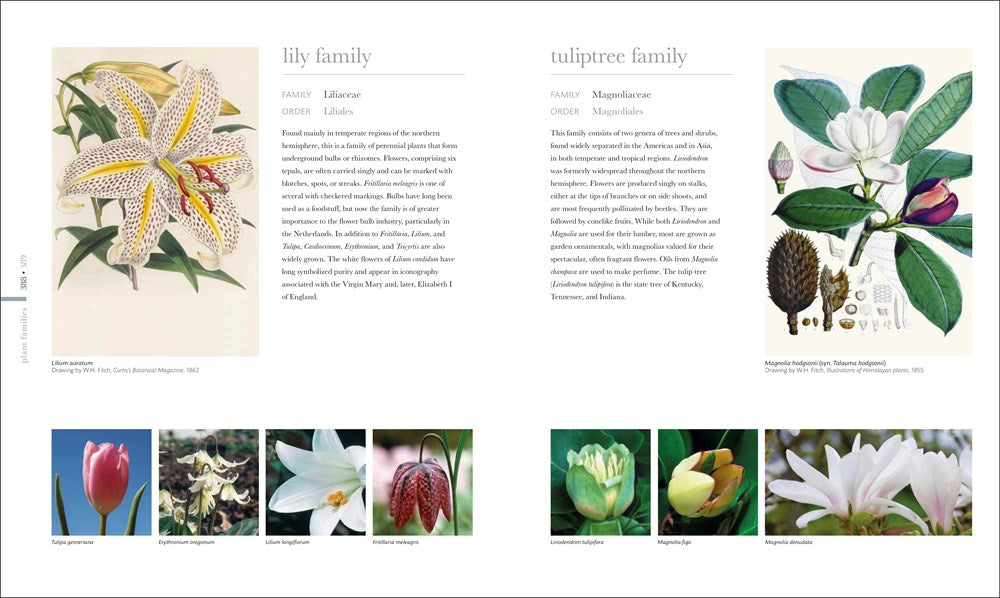 The Science of Plants: Inside Their Secret World (DK Secret World Encyclopedias)