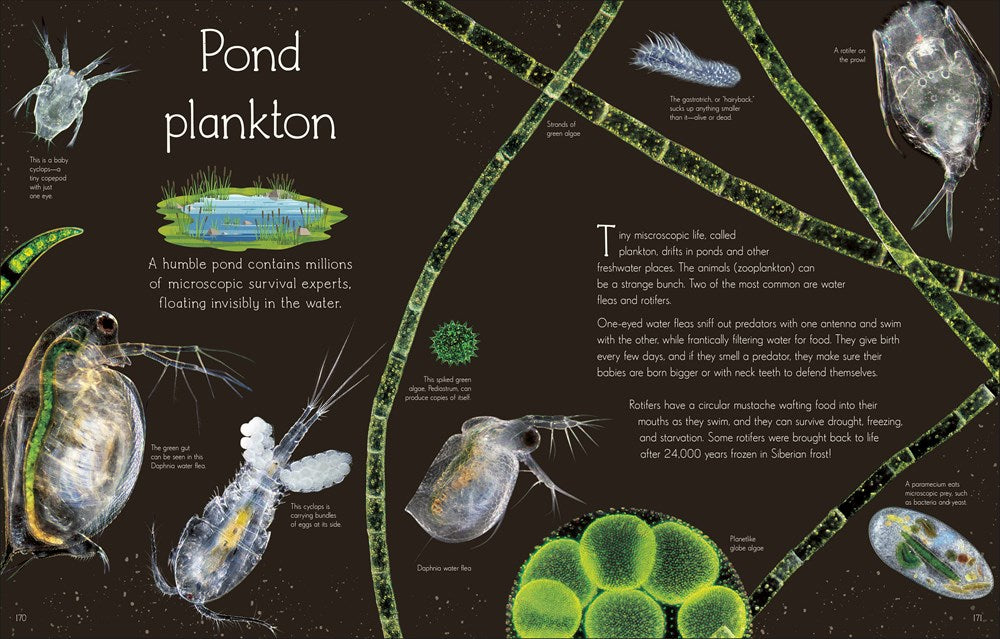 An Anthology of Aquatic Life (DK Children's Anthologies)