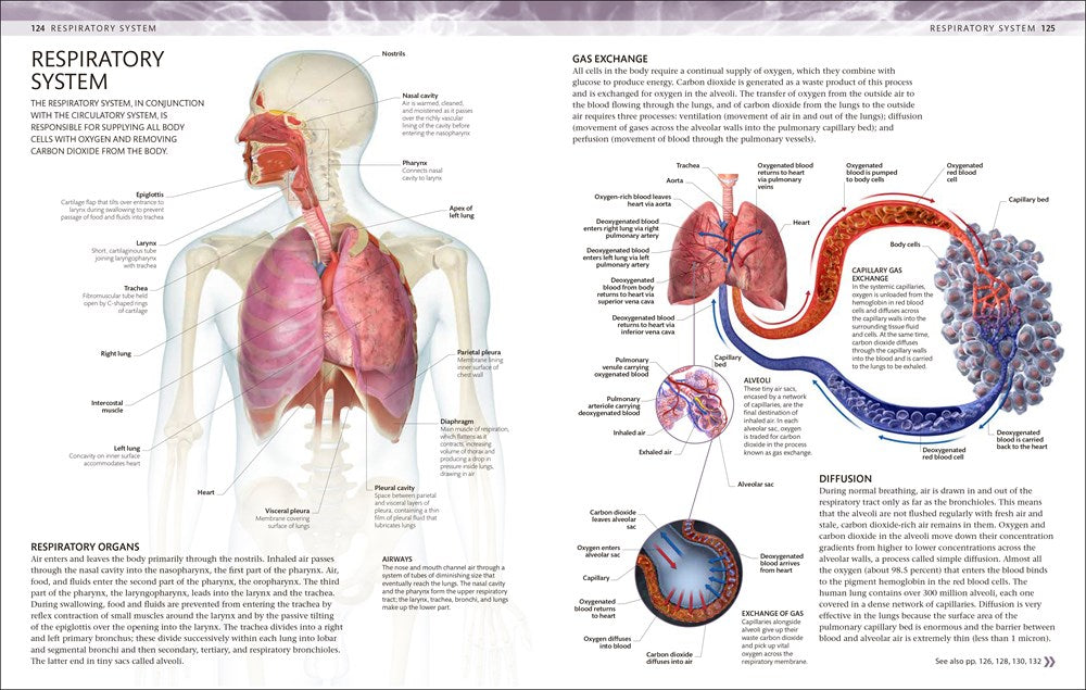 The Human Body Coloring Book: The Ultimate Anatomy Study Guide, Second Edition (DK Human Body Guides)