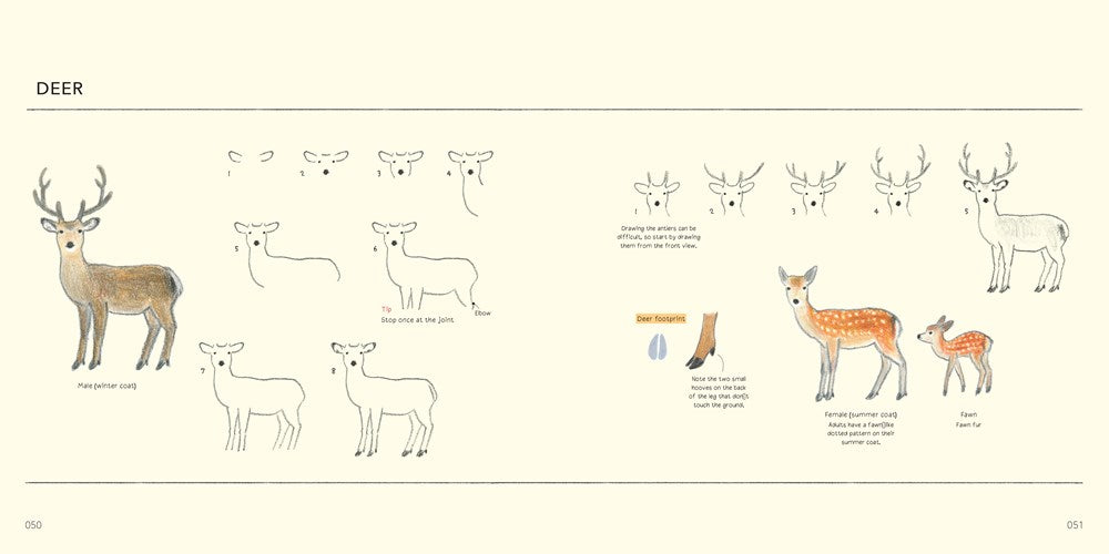 Drawing Lessons for Beginners: Cute Animals