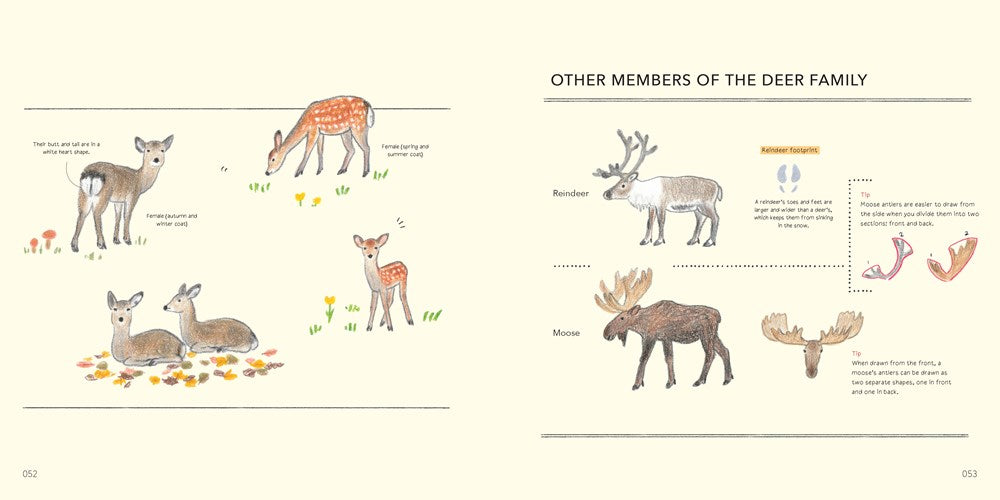 Drawing Lessons for Beginners: Cute Animals